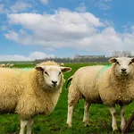 Europarcs Texel Kompleks wypoczynkowy De Cocksdorp (Texel)