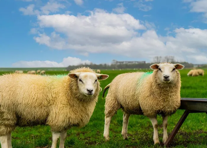 Europarcs Texel Feriepark De Cocksdorp (Texel)